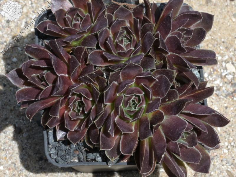 Korspelse Hervinia / Jovi