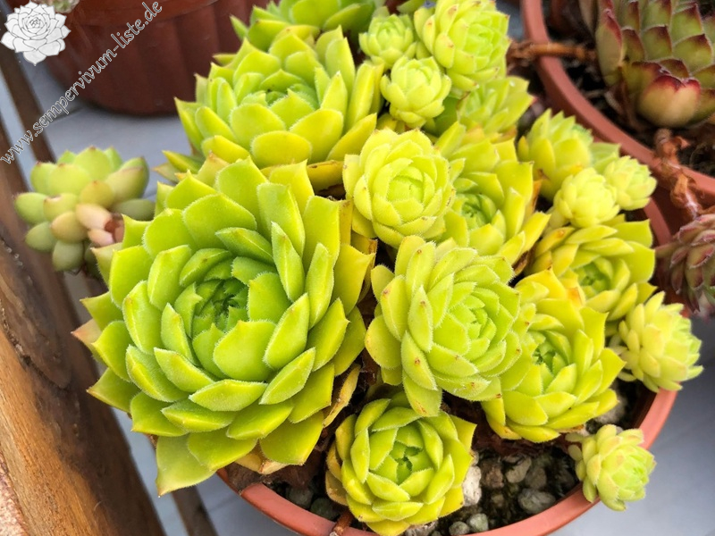 Limonella