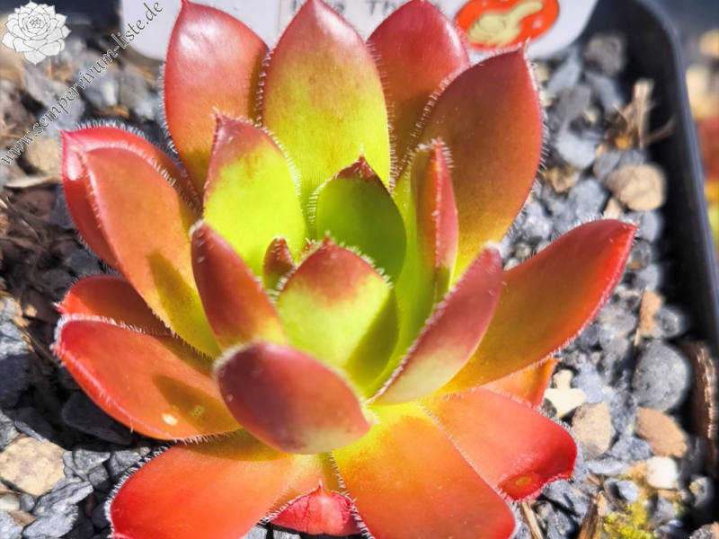 Namib/ Jovi