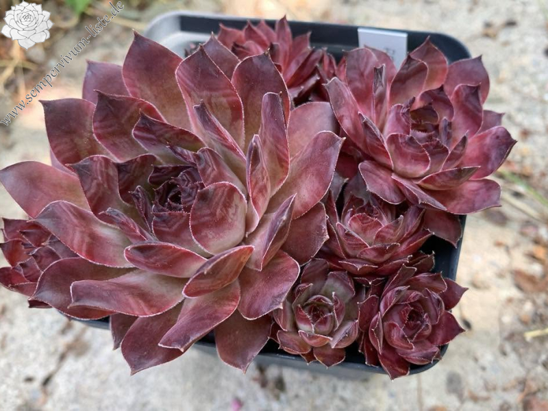 Red Joyce