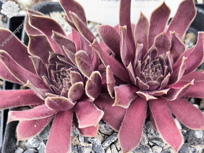 Semperhans