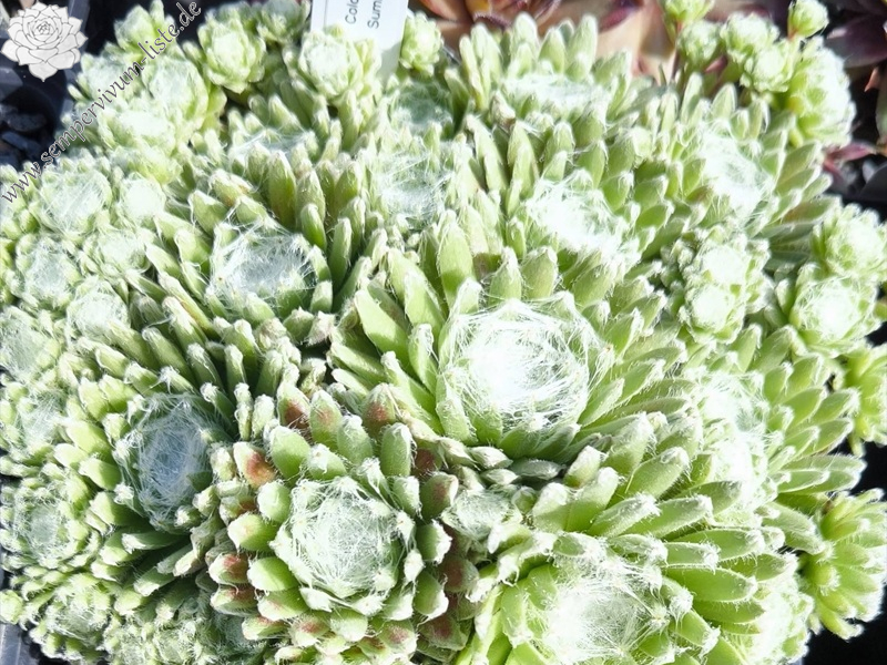 Summer Frost©