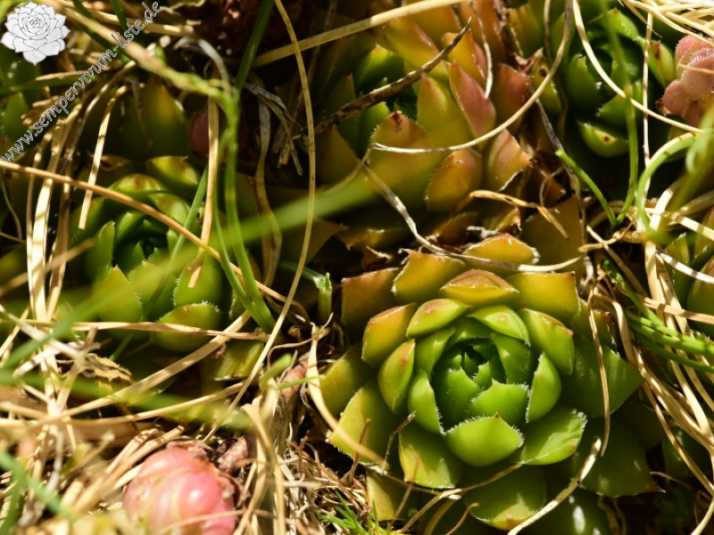 marmoreum ssp. marmoreum from Raidovoli