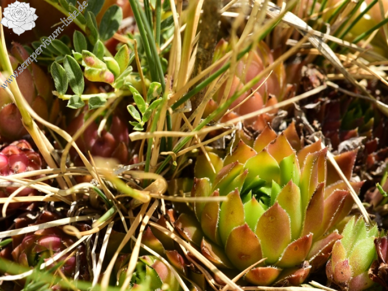 marmoreum ssp. marmoreum from Raidovoli