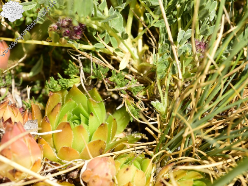 marmoreum ssp. marmoreum from Raidovoli