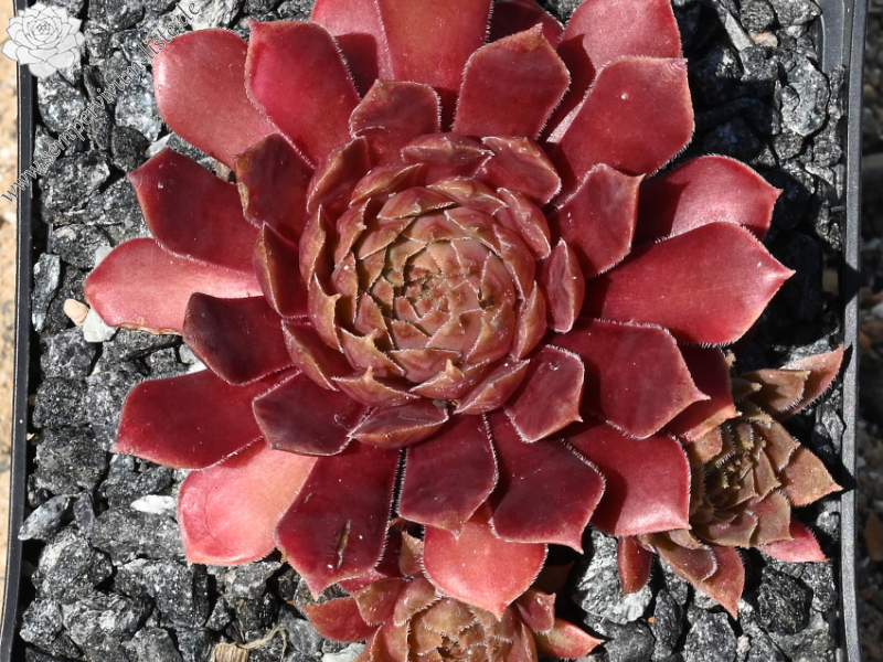 Semperhans