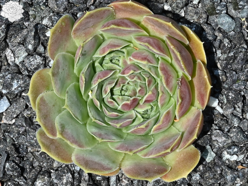 Hyacinth / Jovi