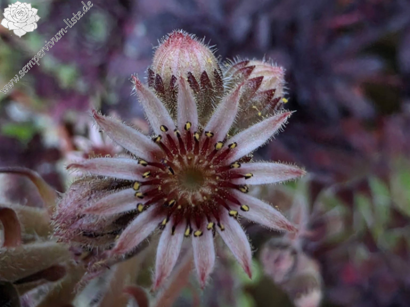 Mephisto