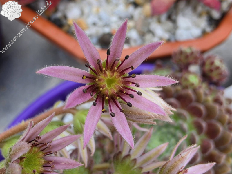Pacific Plum Fuzzy
