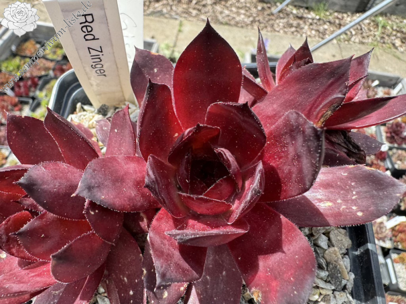 Red Zinger (NNG)