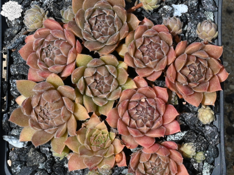 Baby Blush