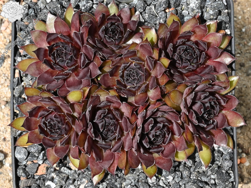 Etude in Black