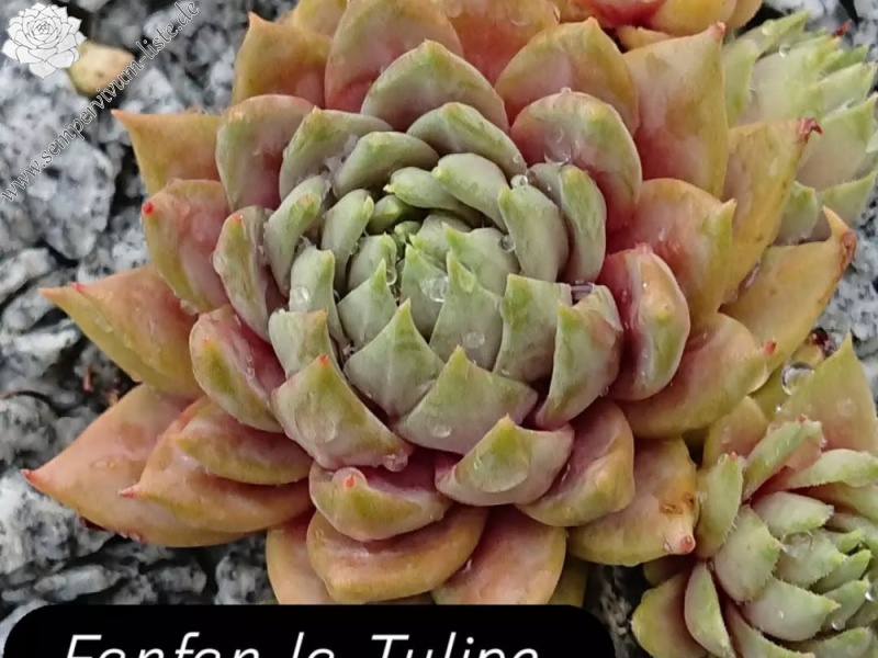 Fanfan la Tulipe (NG)