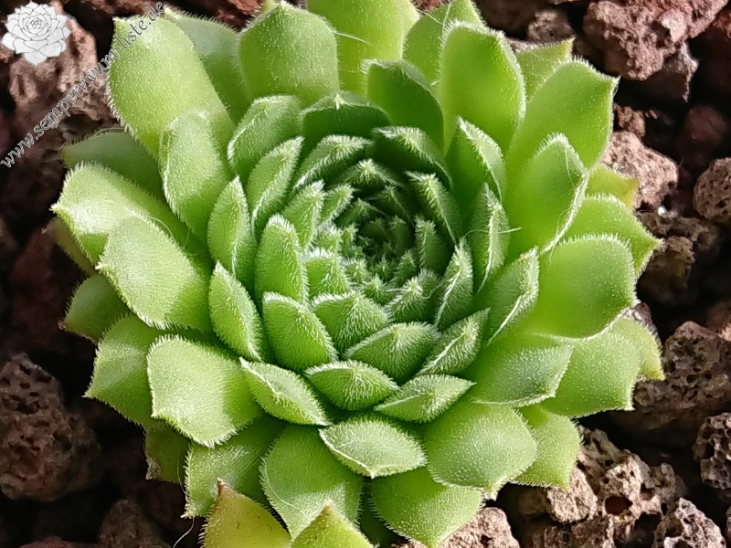iranicum from Siyah Bisheh