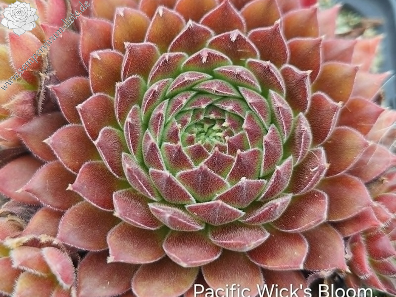 Pacific Wick's Bloom