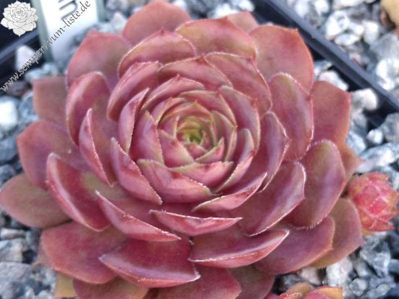 Pink Rockhuhn