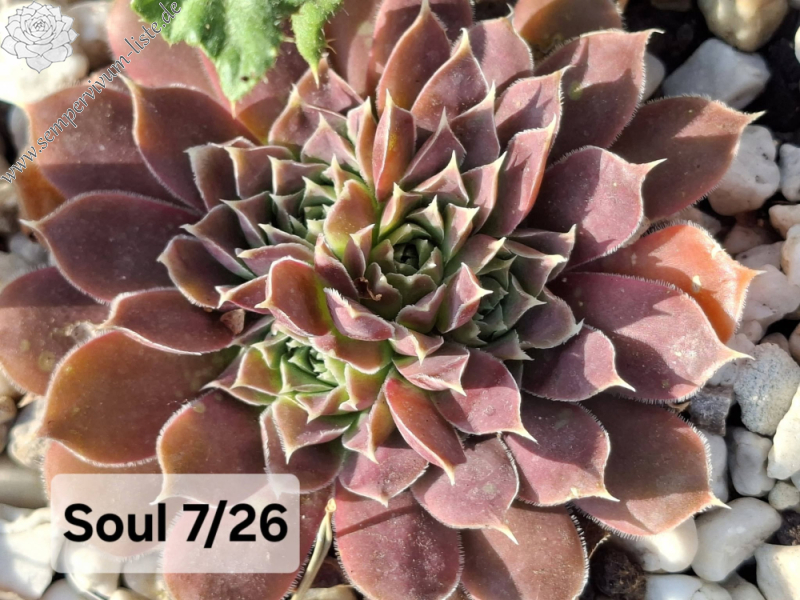 Soul / Jovi