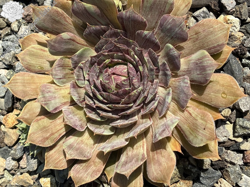 Chick Charms® Splatter Matters
