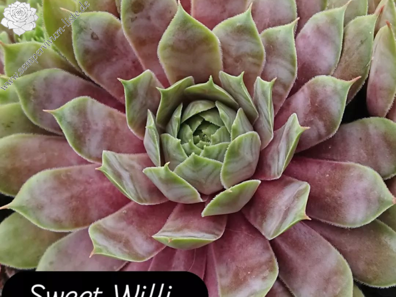 Sweet Willi