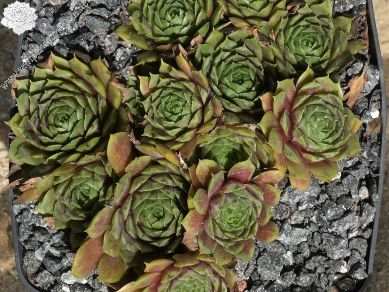 Aloysia