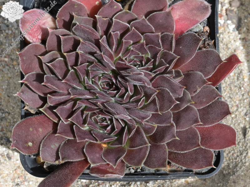 Heronia / Jovi