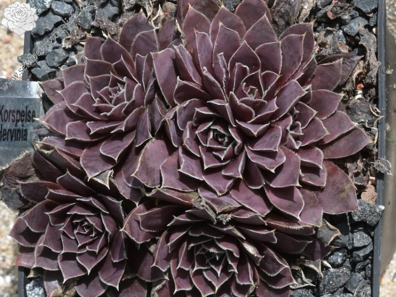 Korspelse Hervinia / Jovi