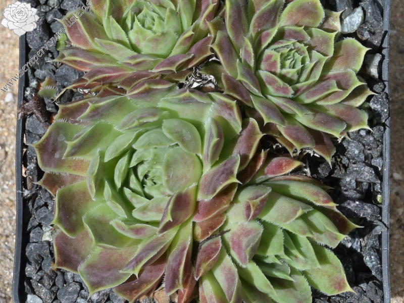 Korspelse Copelia / Jovi